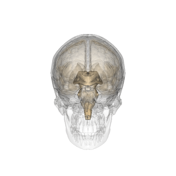 Image du crâne humain et de la glande pinéale au centre.